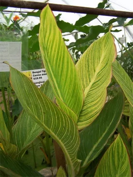 Canna (Bengal Tiger)