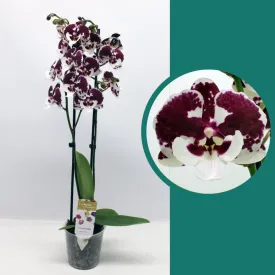 55-65cm Phalaenopsis Untold Stories Twin stem Orchid 12cm Pot