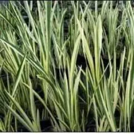 Acorus Calamus 'Variegata' - Variegated Sweet Flag (Bare Root)