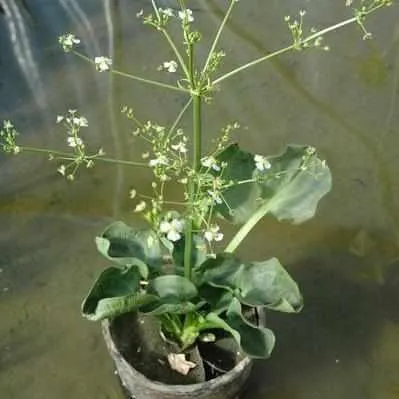 Alisma Parviflorum - Spoon Leaf Plantain (Bare Root)