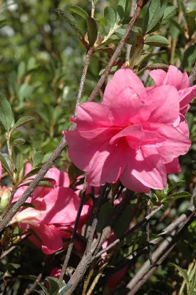 Azalea Rhododendron Macrantha Double 3g