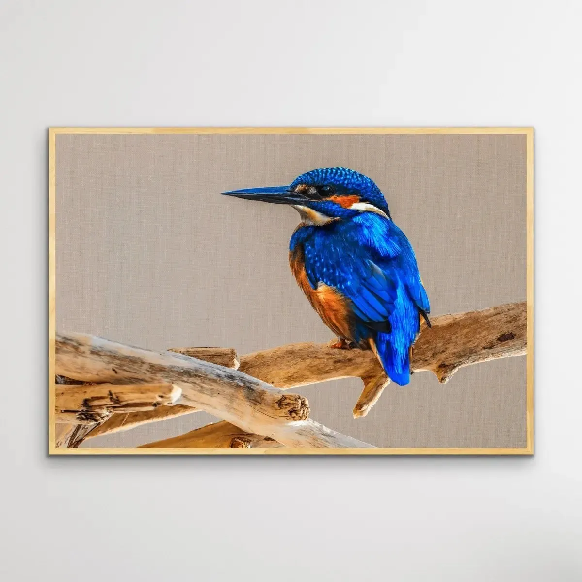 Azure Kingfisher- Blue Australian Bird Canvas And Art Print