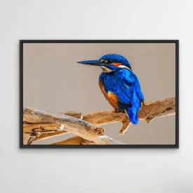 Azure Kingfisher- Blue Australian Bird Canvas And Art Print