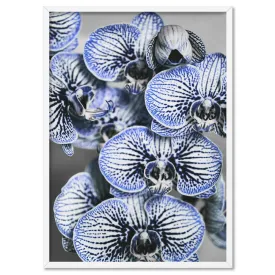 Blue Vein Orchids - Art Print