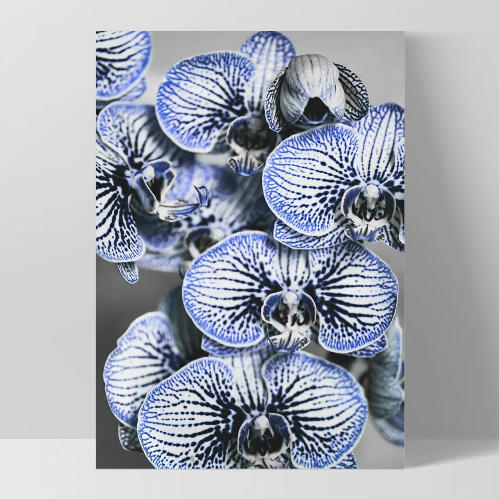 Blue Vein Orchids - Art Print