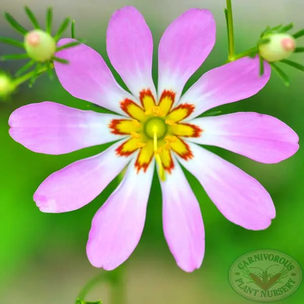 Bog Sabatia