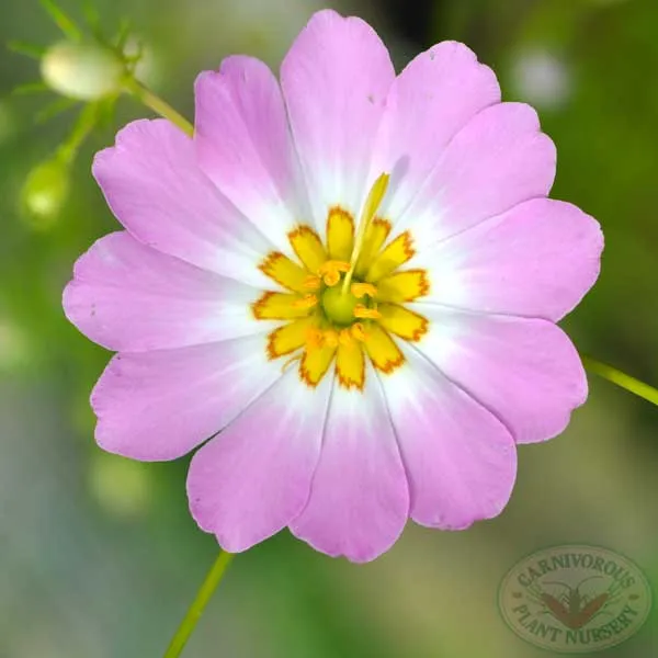 Bog Sabatia