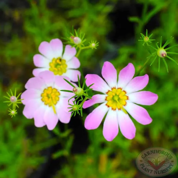 Bog Sabatia