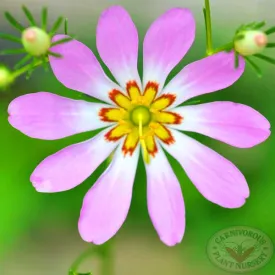 Bog Sabatia