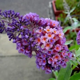 Buddleja x weyeriana Bicolor/Flower Power