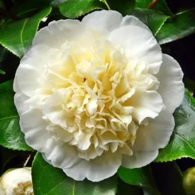 Camellia japonica Brushfield Yellow