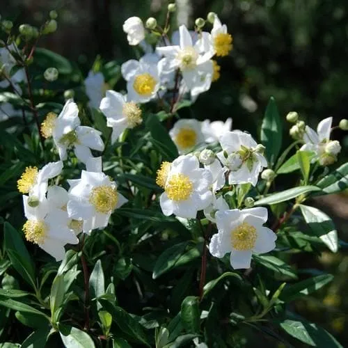 Carpenteria californica