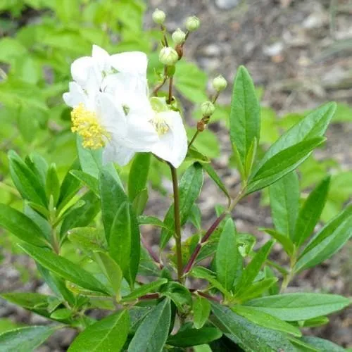 Carpenteria californica