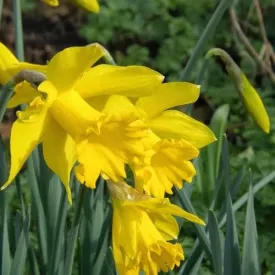 Daffodil Golden Harvest