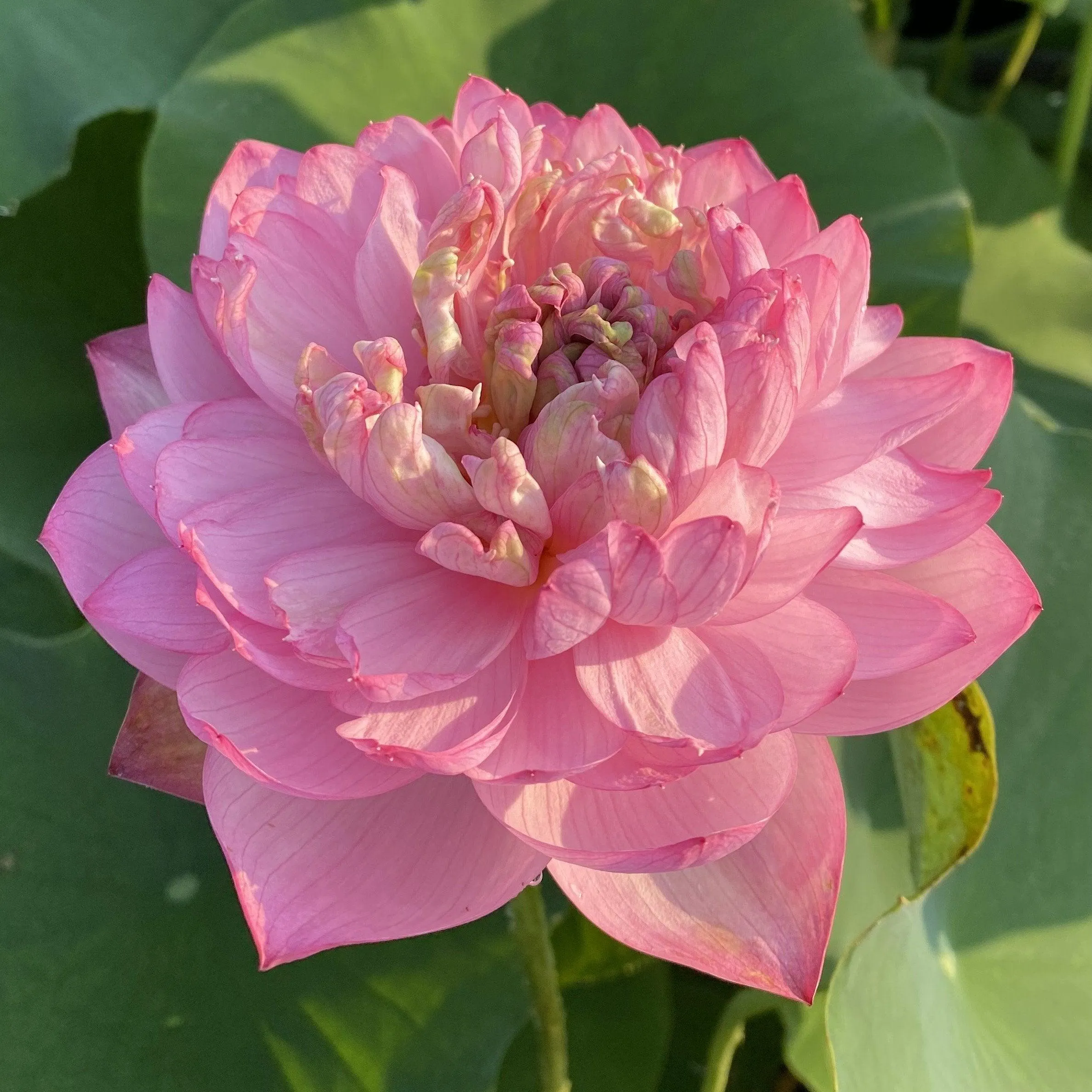 Duplicate Pink Lotus (Bare Root)