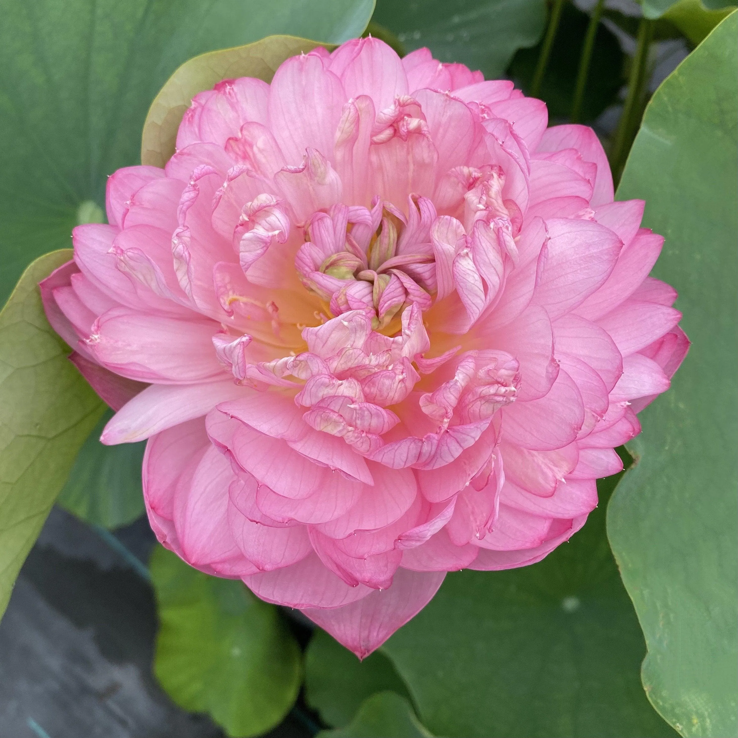 Duplicate Pink Lotus (Bare Root)