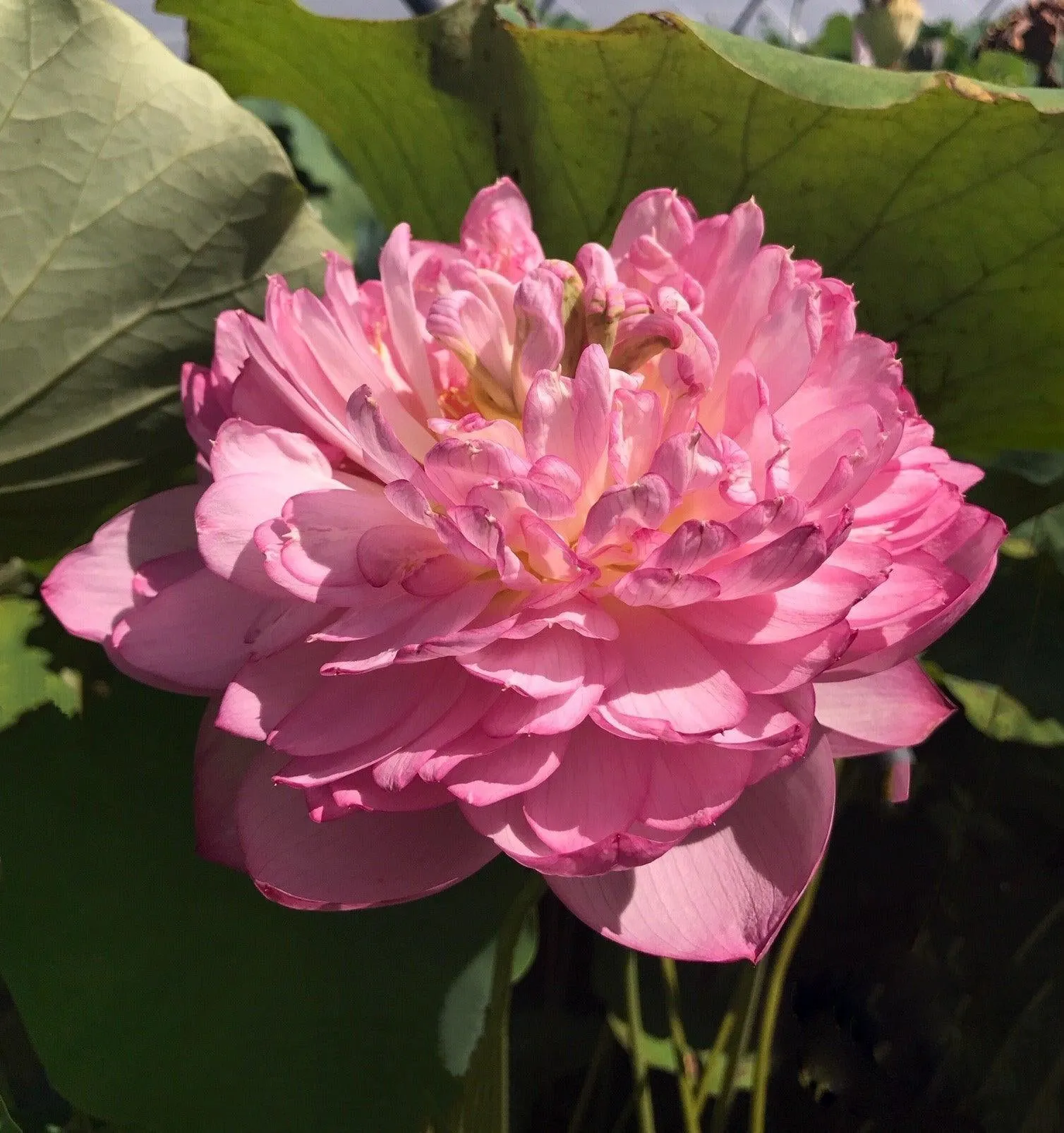 Duplicate Pink Lotus (Bare Root)