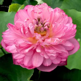 Duplicate Pink Lotus (Bare Root)