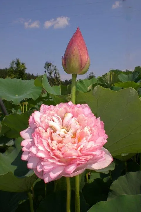 Duplicate Pink Lotus (Bare Root)