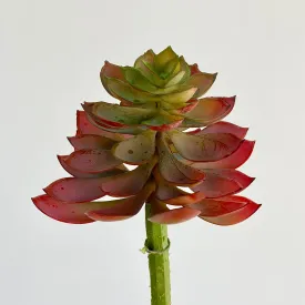 Echeveria Succulent Burgundy Pick