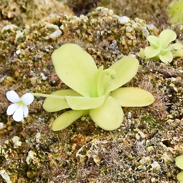 Giant Butterwort - White Flower