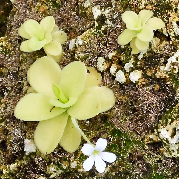 Giant Butterwort - White Flower