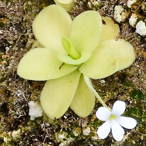 Giant Butterwort - White Flower