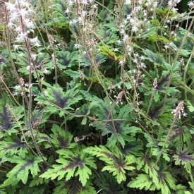 Hybrid Foamflower - Tiarella x 'Timbuktu'