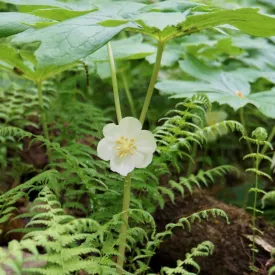 Mayapple - Podophyllum peltatum