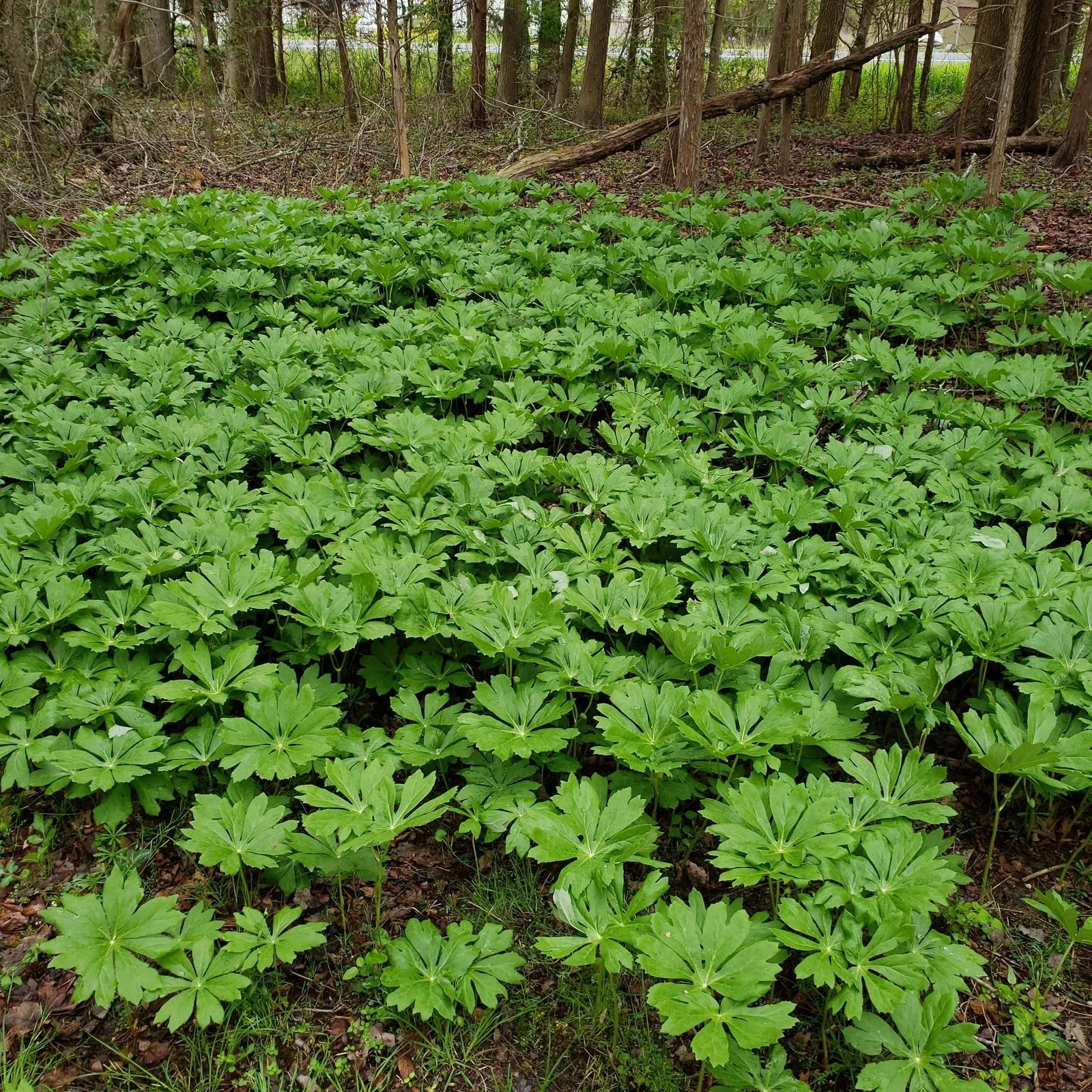 Mayapple - Podophyllum peltatum