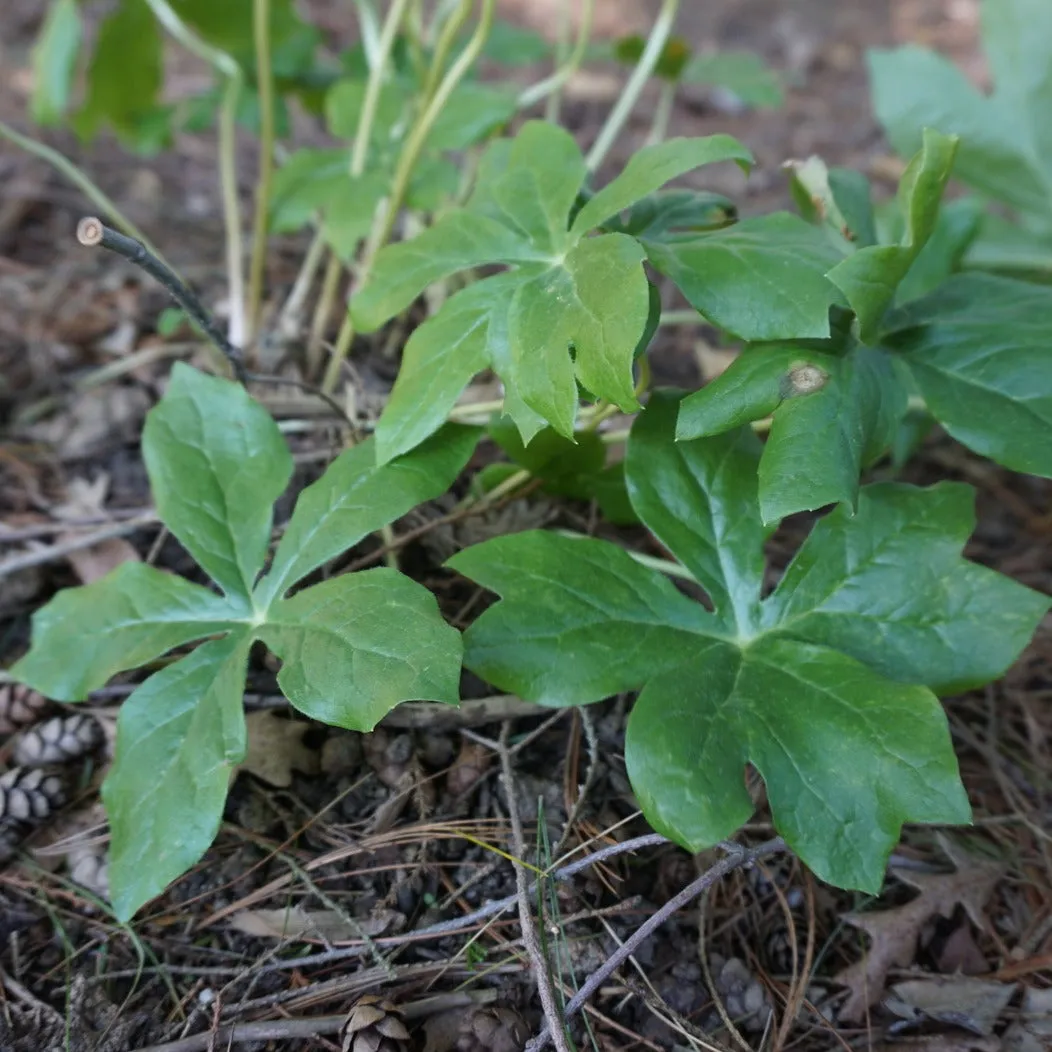 Mayapple - Podophyllum peltatum