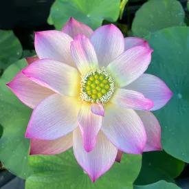 Monet Painting Lotus