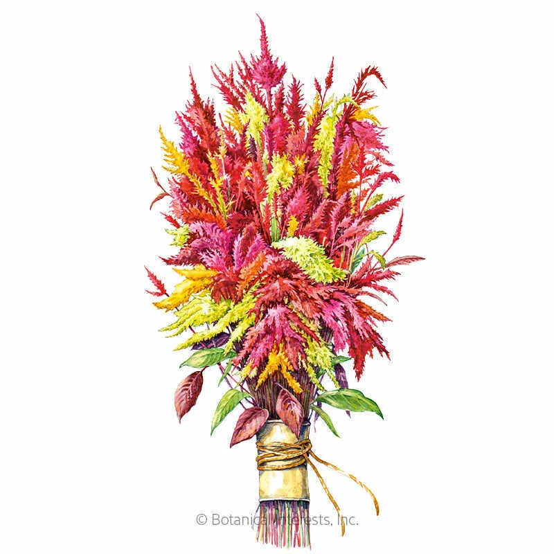 Pampas Plume Tall Blend Celosia Seeds