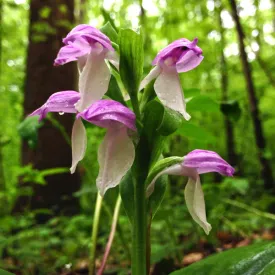 Showy Orchid